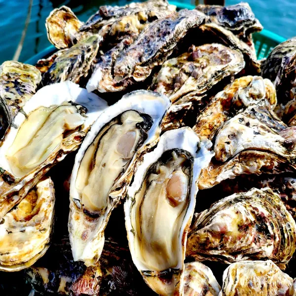 통영 한창수산 세척석화10kg (회초장증정)/평일오후1시이전주문건 당일발송, 1box, 10kg