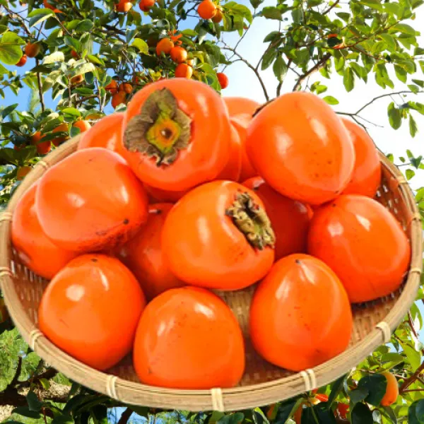 대봉감 홍시 5kg 10kg 최상품 햇 대봉시 홍시용 곶감용 가정용 선물용, 10kg