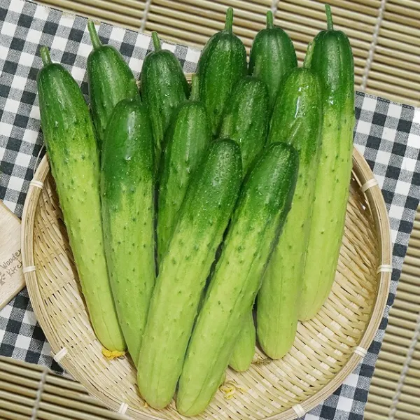 수분가득 백다다기 오이 2kg 5kg 10kg, 1box, 백다다기 상 2kg (10개내외)