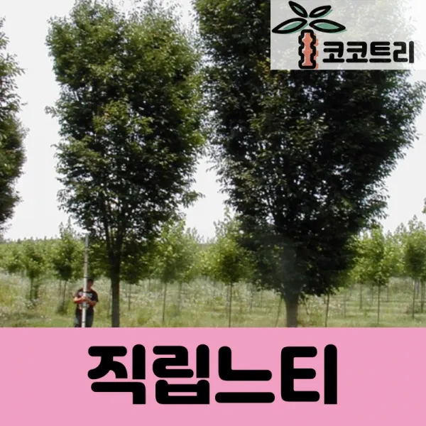 [코코트리] 직립느티나무 묘목, 1개, [차량배송] 직립느티 R3cm