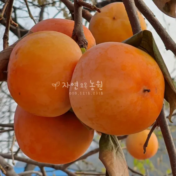아삭한 단감나무 (최소구매 2개)자연농원 감나무묘목, 차량단감하묘