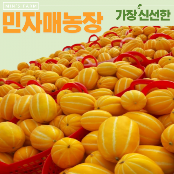  민자매농장 가장 신선한 성주참외 1box 16 가정용 참외 10kg / 특대과
