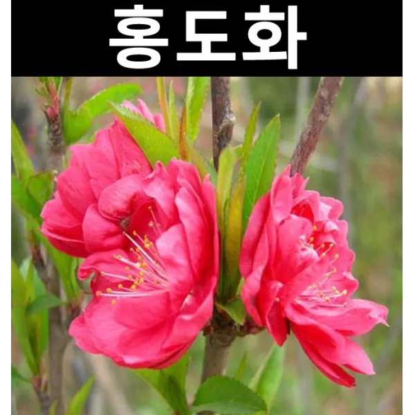 순수농원 홍도화 R4cm 개화주(분) 나무 묘목 활엽수 정원용