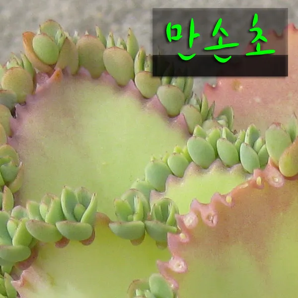 만손초 Kalanchoe Laetivirens 지름 9cm 소품 다육화분 1개