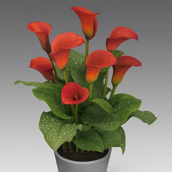 화림 카라 구근 10종 옵션선택가능 9번