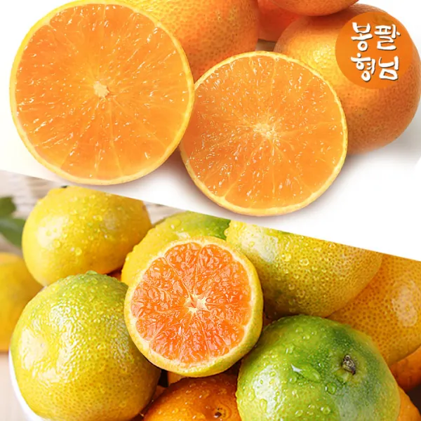 봉팔형님 햇 황금향 하우스감귤, 1box, 황금향 4.7kg 로얄과(13~25과) 선물용