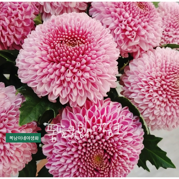 폼폰국화 [4포트] 핑크 (복남이네야생화 가을 야생화 모종 퐁퐁 폼폰멈 팡팡 폼폼 국화 pompon chrysanthemum)