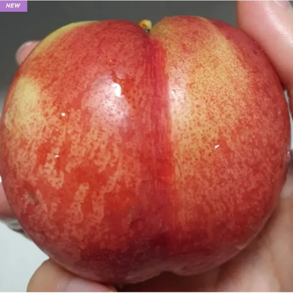 [나무판매] 신비복숭아나무 천도복숭아묘목 , 최소구매 2개 ,옥천자연농원