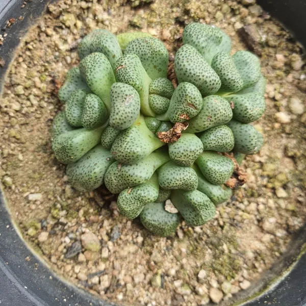 주황꽃피는 