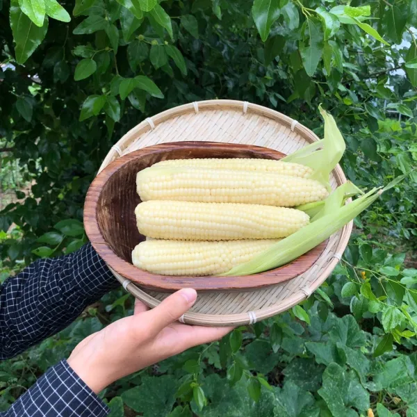  7월중순 순차발송 강원도 홍천 맛있는 미백2호 햇 찰옥수수 50개입 1박스