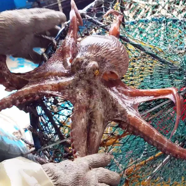 직접잡은 돌문어 통영 자연산 1kg 1.5kg 2kg 당일어획 산소포장 일요일발송 가능, 1개, 1Kg (1~3마리)
