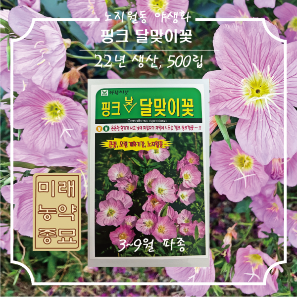 핑크달맞이꽃 씨앗 [22년산 500립]- 3~9월파종, 오랜 개화기간, 노지월동 가능, 낮에 피는 꽃