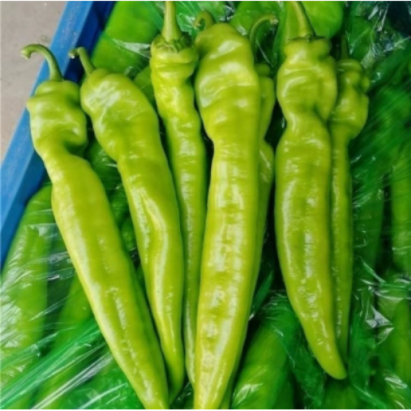 이거저거푸드 중국고추 매운 동북 고추 라죠, 1kg x 1개