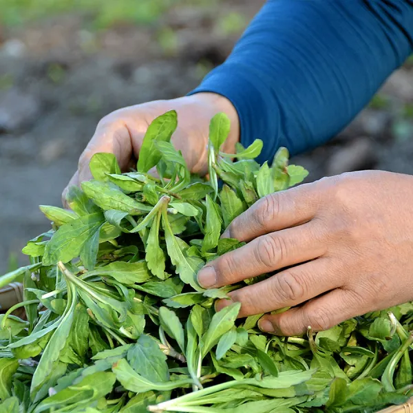 지리산 햇 쑥부쟁이 부지깽이나물 부지갱이 500g+500g 산지직송 수확후 당일발송 생 쑥부쟁이나물 예약 500g+500g