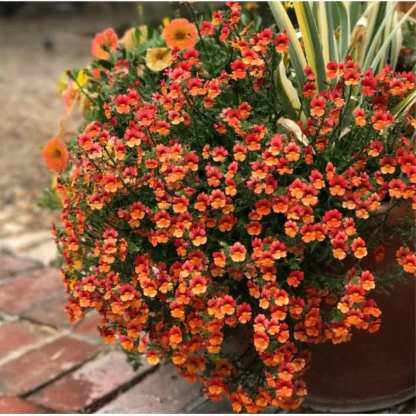 홈가드닝용 네메시아 종자 오렌지 20립 길가 전원주택화단 추억 절화 조경