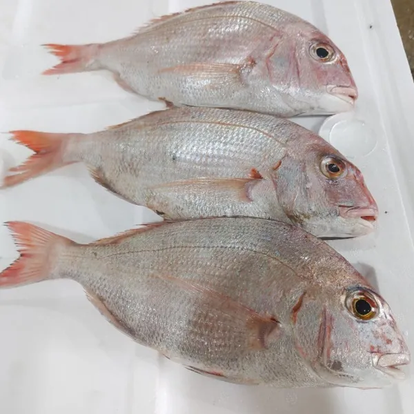 수산물백화점 빅사이즈 통영 자연산 제수용 선물용 손질 반건조 도미 참돔 1미45cm 1마리 1kg