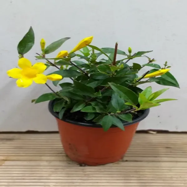 행복한꽃순이 개나리 쟈스민 소 