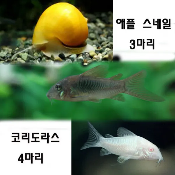  아쿠아펫 애플 3마리 화이트코리+브론즈코리 섞어서4마리 7마리 청소부셋트 1개