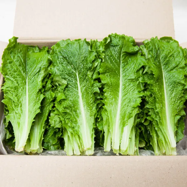  프레시팜 쌈채소 로메인 1kg 2kg 상품