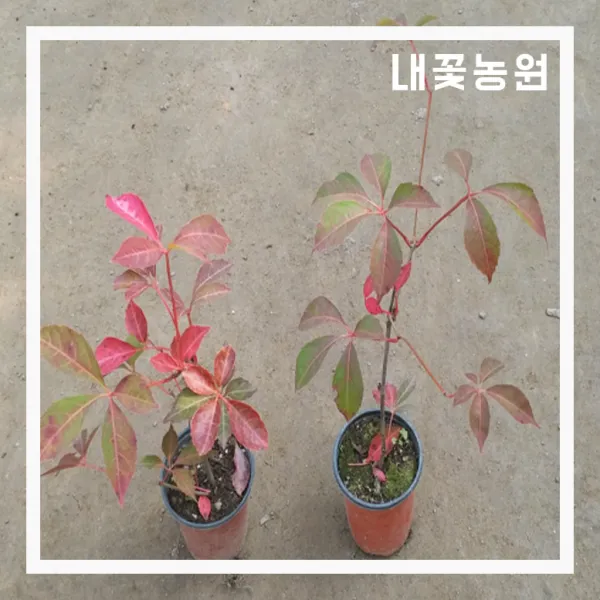 고려담쟁이 포트 3주 묶음