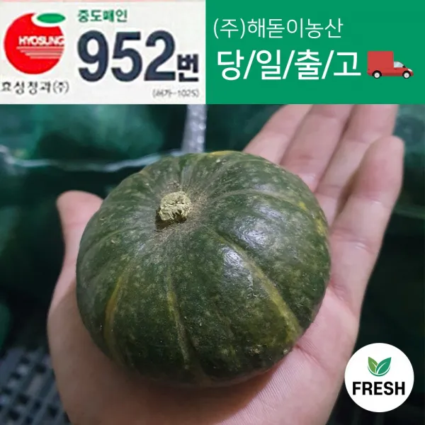 <해돋이농산> 제주 미니밤호박 미니단호박 3kg 5kg 이상 (갯수미정 크기 다양 )