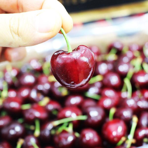 캘리포니아 워싱턴 미국산 빙체리 햇 생 체리 채리 500g 1kg 2kg 4kg, 체리 1kg 9R~9.5R