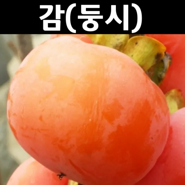 감나무(둥시감) 접1년/나무 묘목/과실수/유실수