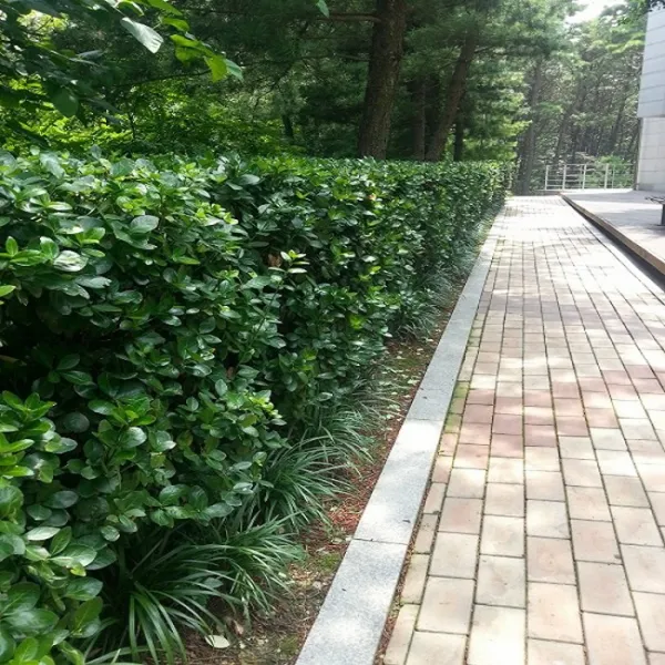 같이가치농원 사철나무(80cm전후)10주묶음
