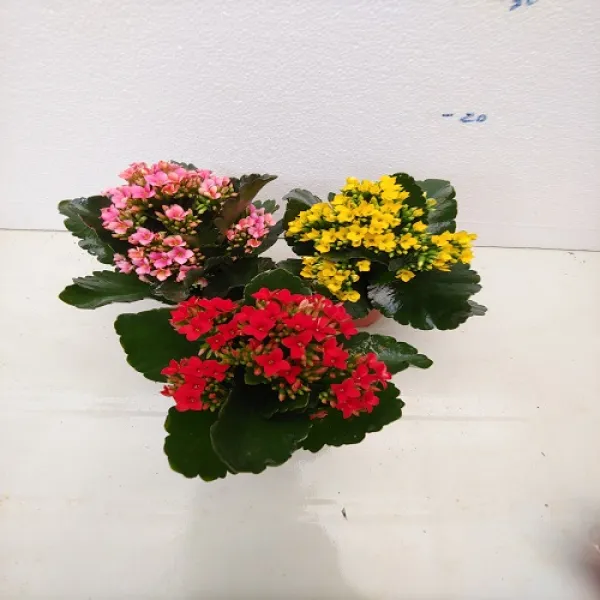<성심꽃농원> 카랑코에, 1개, 빨강