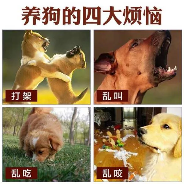 해외 반려견 짖음 방지 반려견 애견 입맞춤 중형 소형대형 물림 방지 525377 02.m 20 50근 옵션01