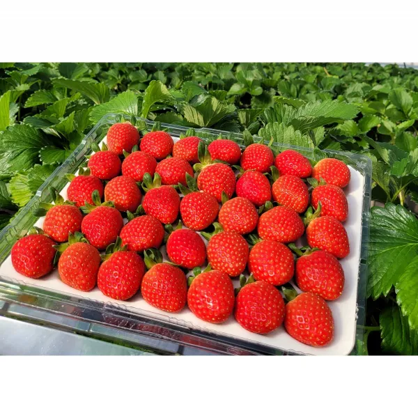 최상급 산지직송 설향딸기 800g, 상(35구 750g 이상)