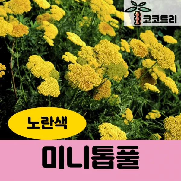 [코코트리] [야생화] 톱풀, 1개, [10주묶음] 미니톱풀(노랑꽃) 10cm포트