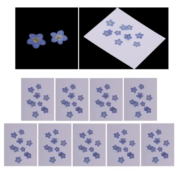 Royalways 9 부대 Diy 예술 기술 훈장을 위해 유기 Handmade Handmade 눌러 진 말린 꽃 As Described