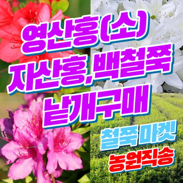 단품 영산홍 자산홍 백철쭉 철쭉마켓 철쭉 묘목 꽃 나무 백철 베니 연산홍 정원 마당 조경수 정원수 전원주택 아파트 울타리 키우기 화목류 철죽 농원 조경 꽃나무 울타리 수목, 보라(자산홍)30-40cm전후또는이상