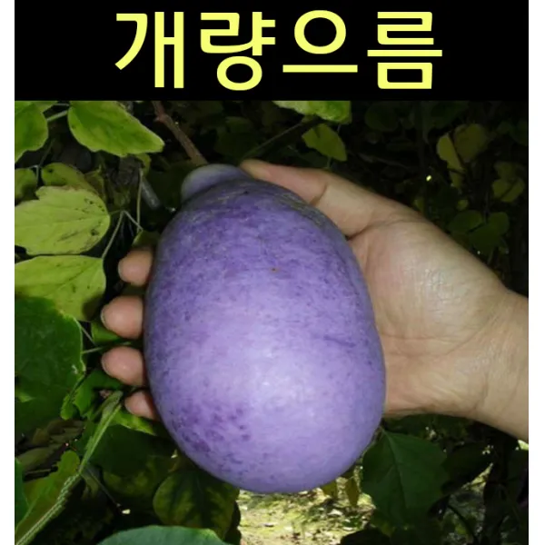 개량으름(대과종) 삽목3년 지주 화분/나무 묘목