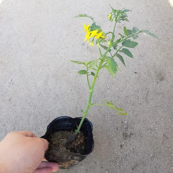 [특]도태랑 찰 토마토모종 2021 새상품