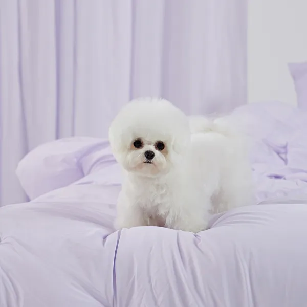 반려동물과 함께 쓰는 털 먼지 안붙는 알러지케어 나란히 사계절 차렵이불 SS, 차렵이불+베개커버2개+패드, 라벤더