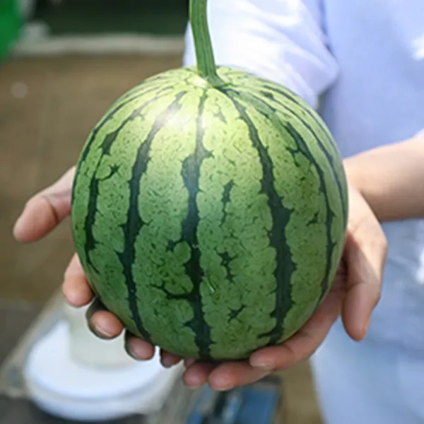 경북 고령 당도높은 미니수박 애플수박 2kg 2과, 1개