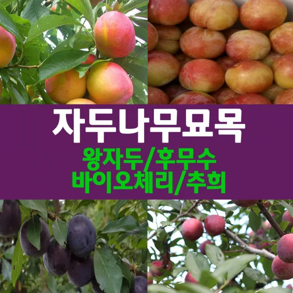  나무의모든것 자두나무묘목 2년생접목묘 왕자두 접목2년생 1개
