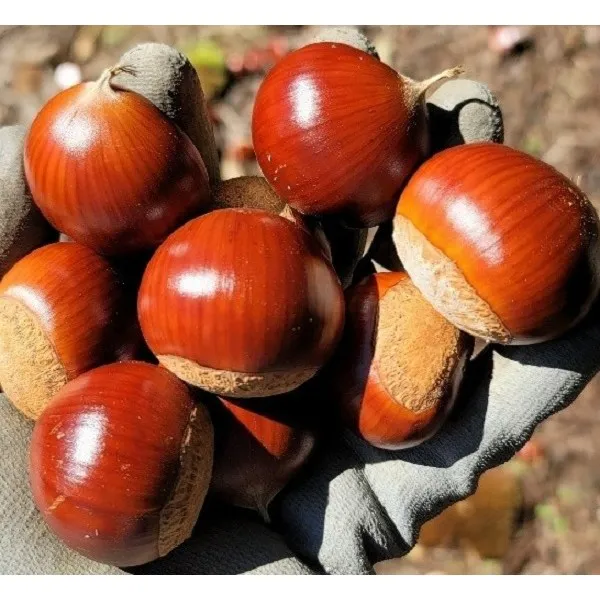 공주밤(대) 2kg 4kg 6kg 8kg, (대) 2kg