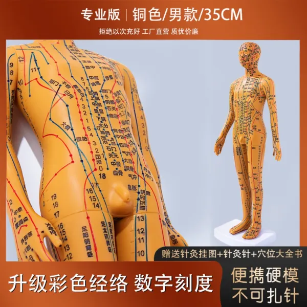 인체 혈자리 중의학 한의학 연습용 모형 침술 마사지 교습용 침자리, A. 35cm 남성개
