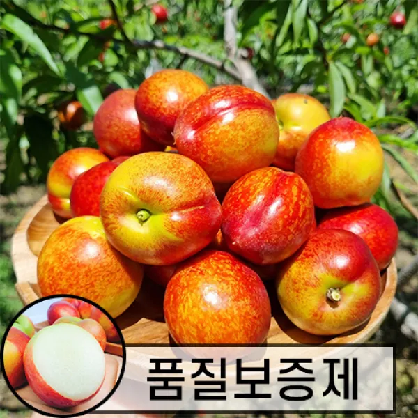 [6월10일 순차출고] 신비복숭아 신선복숭아 딱딱이 천도복숭아, 신비 1kg 중대과