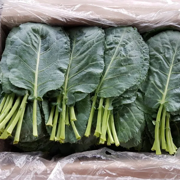 영호네농산물 건강한 먹거리 케일, 1box, 1kg