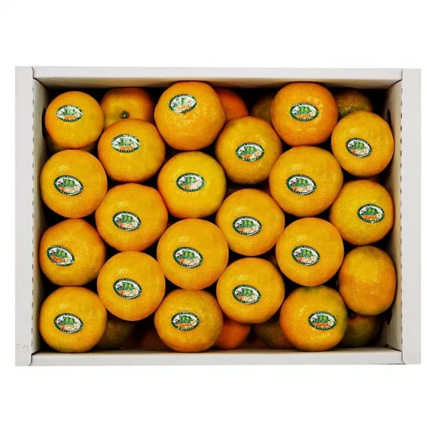 제주 불로초 고당도 하우스 감귤 3kg, 단품, 단품