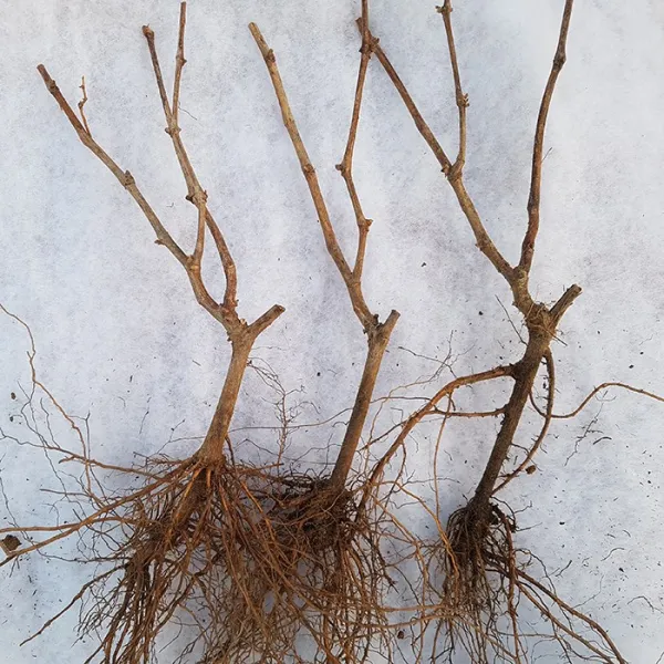  새싹에서 나무까지 샤인머스켓 망고포도 삽목1년묘목_포도나무묘목_청포도묘목