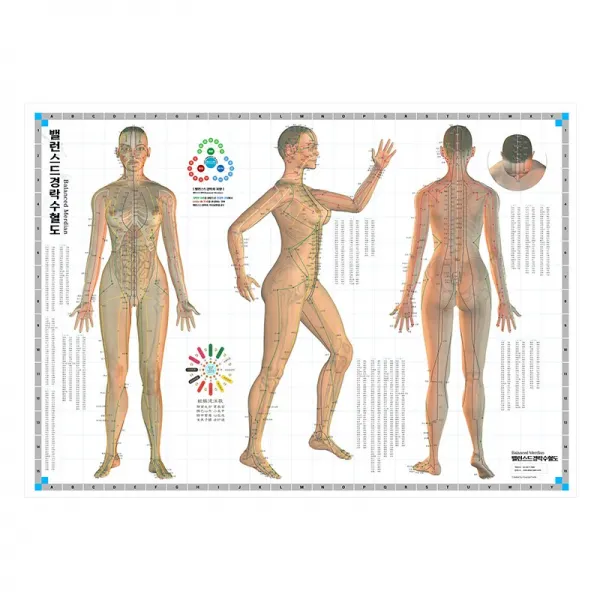 밸런스드 경락도 혈점 전신경혈도 경혈점 인체도 혈자리 표준경혈 경락도 + 거북이두피지압기 (증정), 밸런스드 전신경혈도+사은품1종
