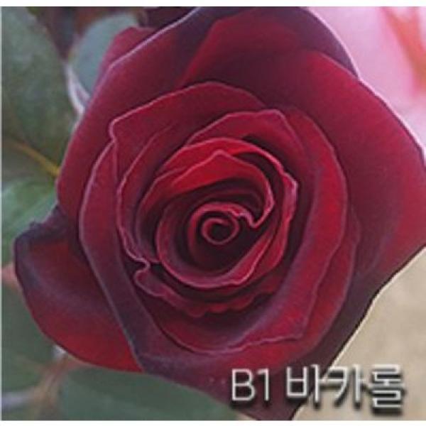 금강원예 장미묘목 사계명품땅장미 B1 바카롤