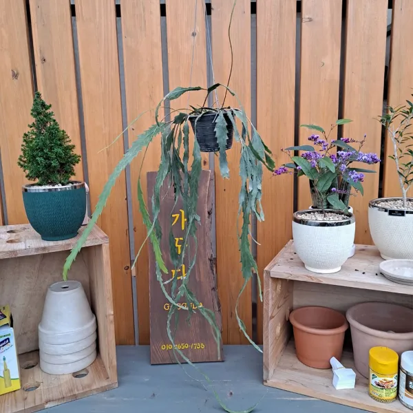 가꾸다 행잉플랜트 뉴쇼우