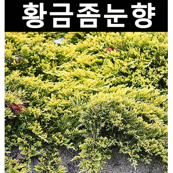 황금좀눈향 4치포트/나무 묘목/상록수/조경수