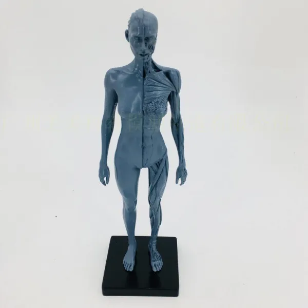 전신 인체모형 30cm 그림 모델 근골격계 해부학 아트 스케치 그리기 연습, 30CM 그레이 여성